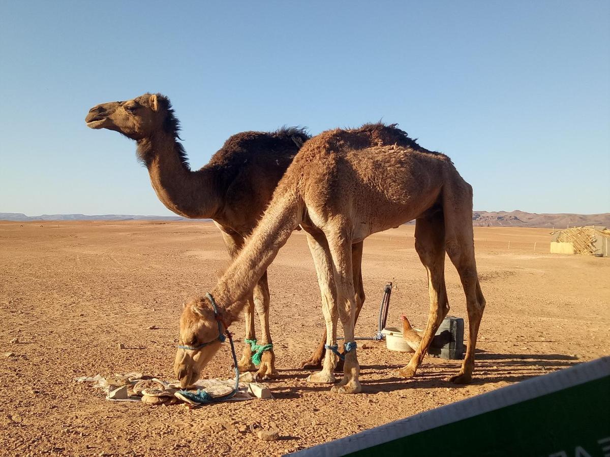 Sahara Peace Camp Hotel Zagora Bagian luar foto